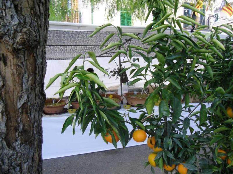 Finca Son Olive เซลวา ภายนอก รูปภาพ