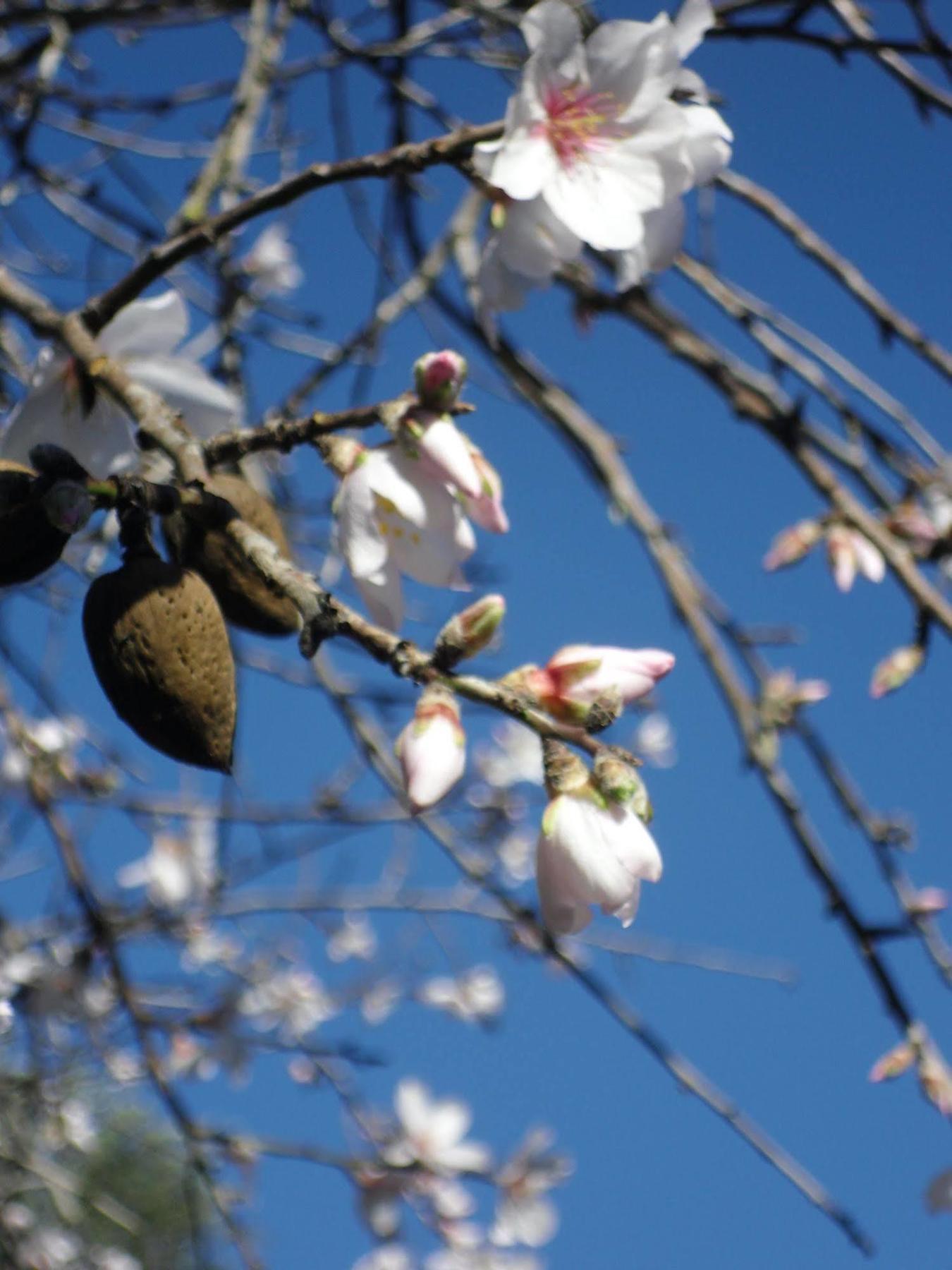 Finca Son Olive เซลวา ภายนอก รูปภาพ